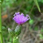 Serratula tinctoria Flors