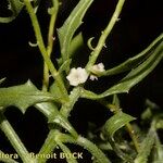 Dysphania atriplicifolia Прочее