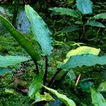 Cryptocoryne ciliata पत्ता