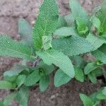 Salvia officinalis Lehti