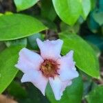 Strophanthus gratus Flower