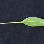 Helianthus occidentalis Leht