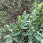 Cistus albidus Blatt