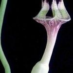 Ceropegia denticulata 花