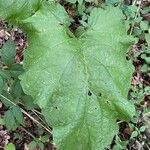 Arctium minusHostoa