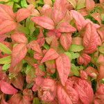 Nandina domestica Leaf