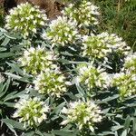 Echium brevirame Cvijet