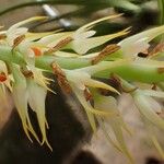 Bulbophyllum calvum Çiçek