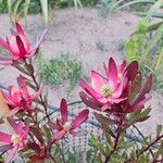 Leucadendron salignum Blomma