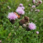 Cirsium arvense Virág