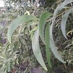 Acacia auriculiformis Blad