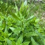 Senecio triangularis Foglia