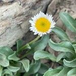 Erigeron uniflorus Květ