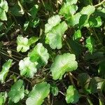 Hydrocotyle ranunculoides Leaf