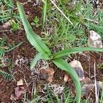 Colchicum longifolium Лист