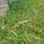 Calamagrostis canescens Цвят