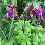 Geranium macrorrhizum Kukka