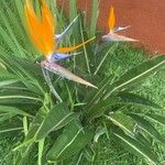 Strelitzia reginae花