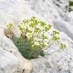 Saxifraga squarrosa Floare