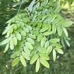 Gleditsia sinensis Blad