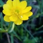 Ranunculus californicus 花
