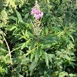 Epilobium angustifolium Хабит