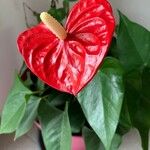 Anthurium andraeanumKvet