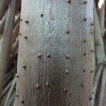 Pandanus urophyllus Kabuk