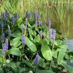 Pontederia cordataFlower