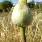 Allium sphaerocephalon Floro