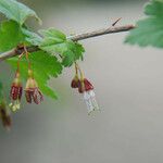 Ribes divaricatum 花