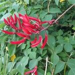 Erythrina herbacea Kwiat