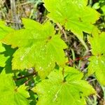 Acer circinatum পাতা