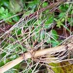 Equisetum telmateia Hoja