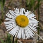 Erigeron pumilus ᱵᱟᱦᱟ