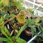 Phragmipedium longifolium Кветка