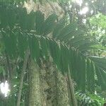 Ptychosperma macarthurii Hoja