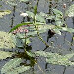 Persicaria amphibia 花