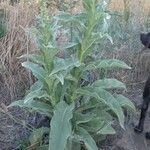 Verbascum thapsus Habitus