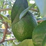 Citrus × aurantiifolia Fruit
