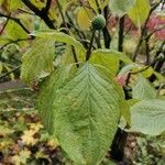 Cornus nuttallii Hoja