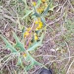 Mahonia trifoliolata Hoja