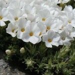 Phlox condensata