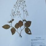 Isodon lophanthoides その他の提案