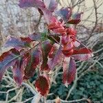 Berberis aquifolium List