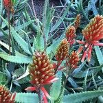 Aloe lineata Květ
