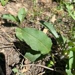 Senecio integerrimus Hoja