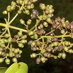 Adelobotrys adscendens Fruit