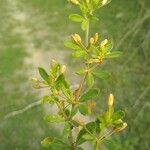 Glinus oppositifolius Leaf