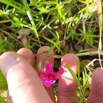Phlox pilosa Corteza